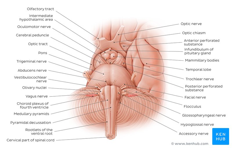 Anatomy of the brainstem - anterior view