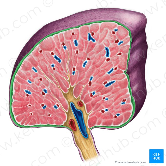 Cápsula esplénica (Capsula fibrosa splenis); Imagen: Irina Münstermann