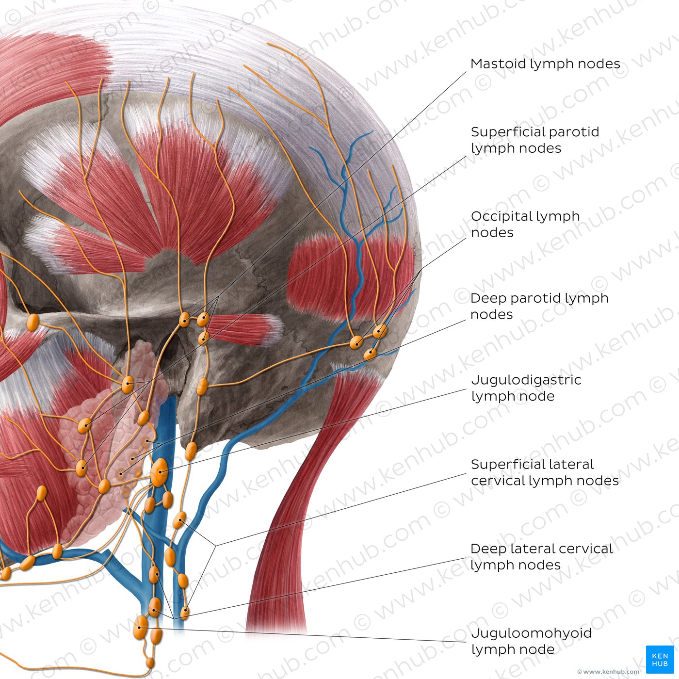 Lymphatics of the neck (Lateral)