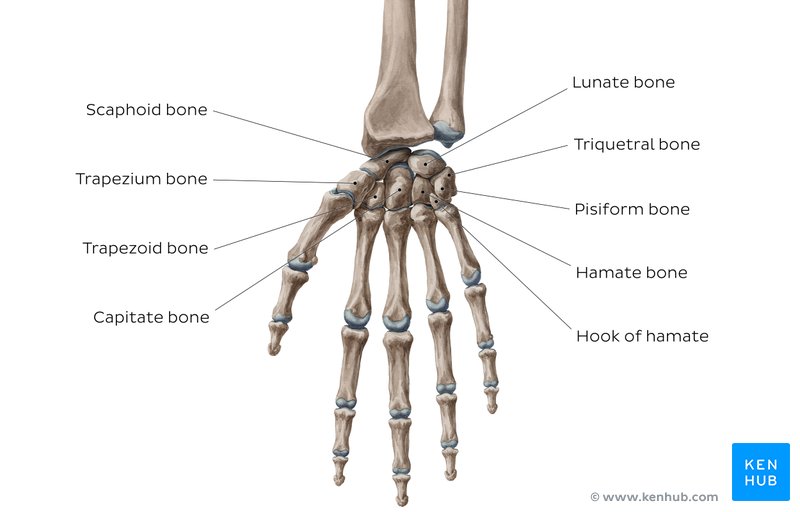 Carpal Bones Anatomy Relations And Mnemonic Kenhub