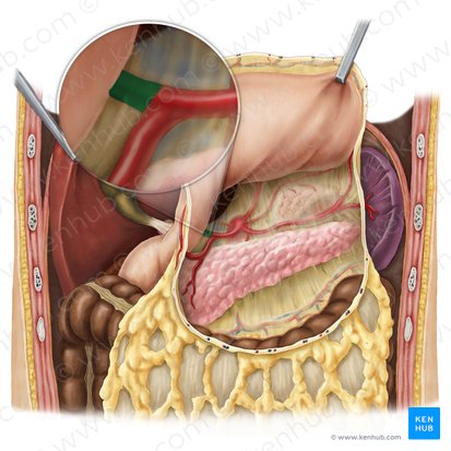 Proper hepatic artery (Arteria hepatica propria); Image: Esther Gollan