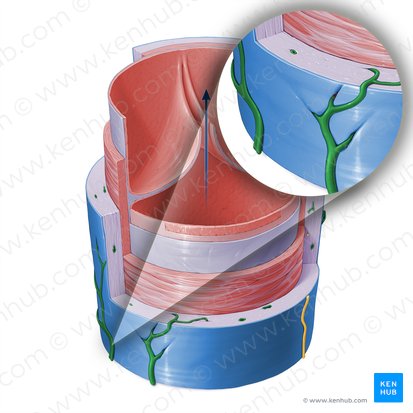 Vasa vasorum of vein (Vasa vasorum venae); Image: Paul Kim