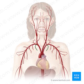 Arteria thoracica interna (Innere Brustkorbarterie); Bild: Begoña Rodriguez