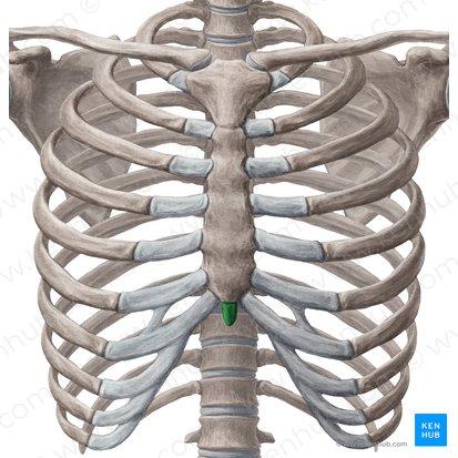 Xiphoid process of sternum (Processus xiphoideus sterni); Image: Yousun Koh