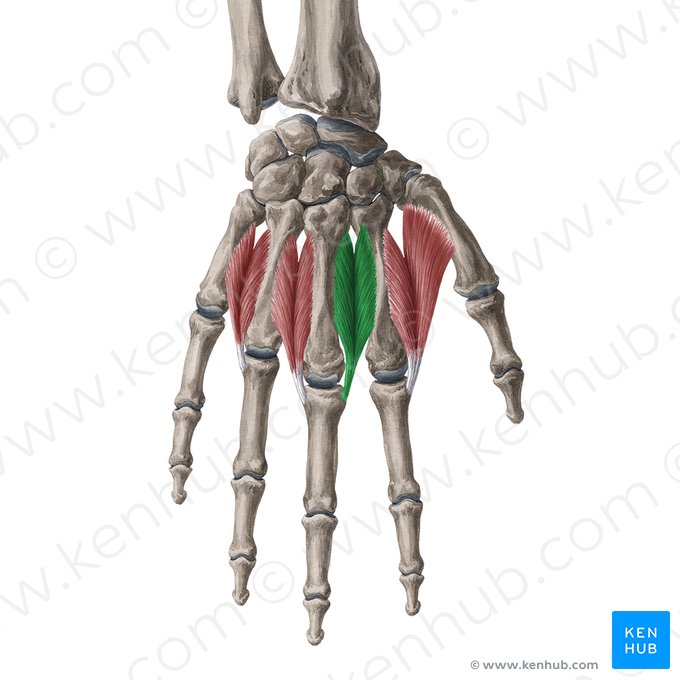 2° músculo interósseo dorsal (Musculus interosseus dorsalis 2 manus); Imagem: Yousun Koh