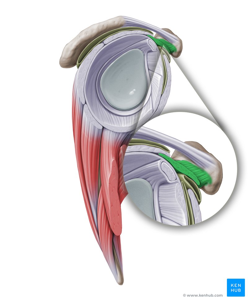 Coracohumeral ligament (Ligamentum coracohumerale)