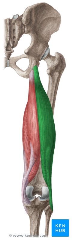 Biceps femoris muscle: Dorsal view