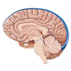 Superior sagittal sinus