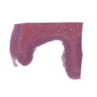 Histologia do córtex cerebral