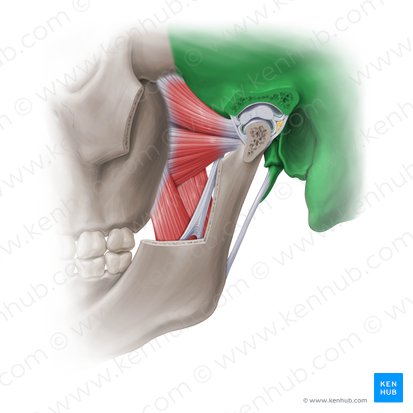 Temporal bone (Os temporale); Image: Paul Kim