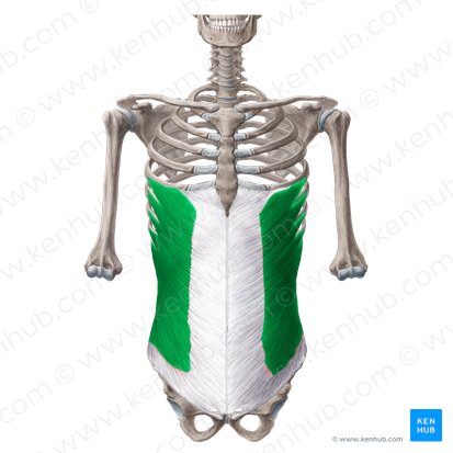 Músculo oblíquo externo do abdome (Musculus obliquus externus abdominis); Imagem: Yousun Koh