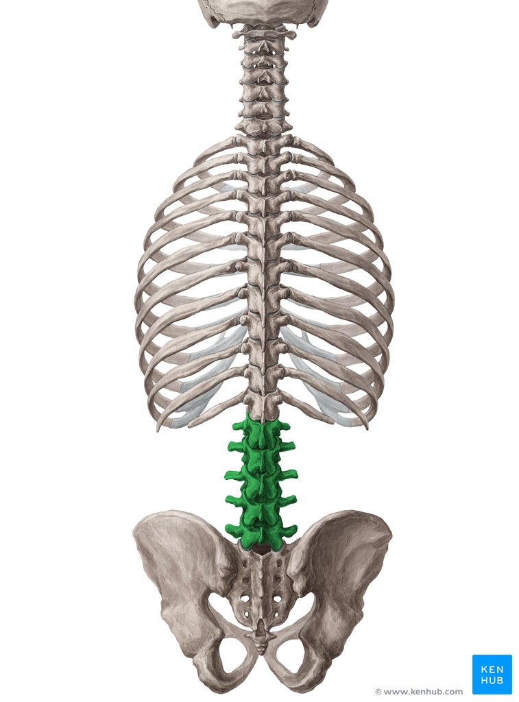 Vértebras lombares (verde) - vista posterior