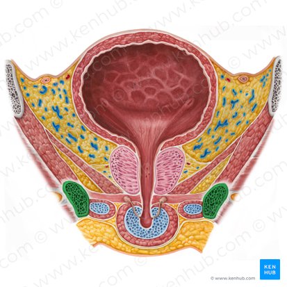Branche inférieure du pubis (Ramus inferior ossis pubis); Image : Irina Münstermann