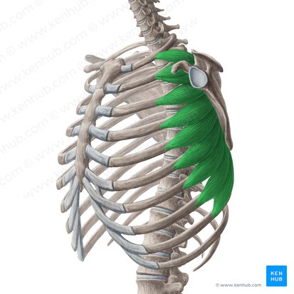 Serratus anterior muscle (Musculus serratus anterior); Image: Yousun Koh