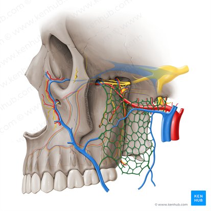 Plexus venosus pterygoideus (Flügelgeflecht); Bild: Paul Kim