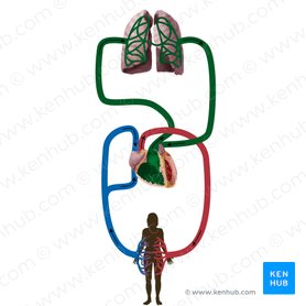 Circulación pulmonar (Circulatio pulmonis); Imagen: Begoña Rodriguez