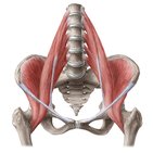 Inner hip muscles