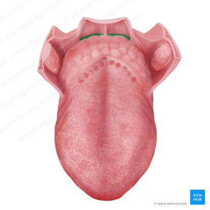 Vallécula epiglótica (Vallecula epiglottica); Imagen: Begoña Rodriguez
