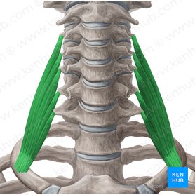 Músculo escaleno medio (Musculus scalenus medius); Imagen: Yousun Koh