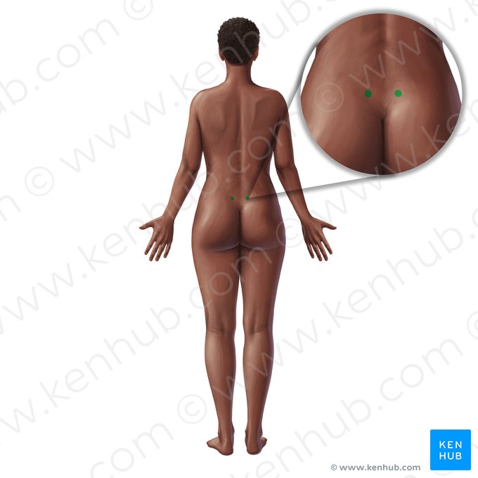 Epine iliaque postérieure supérieure (Spina iliaca posterior superior); Image : Paul Kim