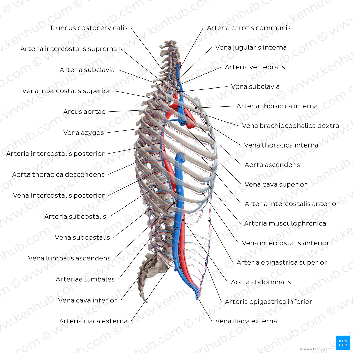 Arterien und Venen des Oberkörpers