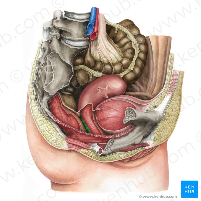 Fascia rectovaginal (Fascia rectovaginalis); Imagen: Irina Münstermann