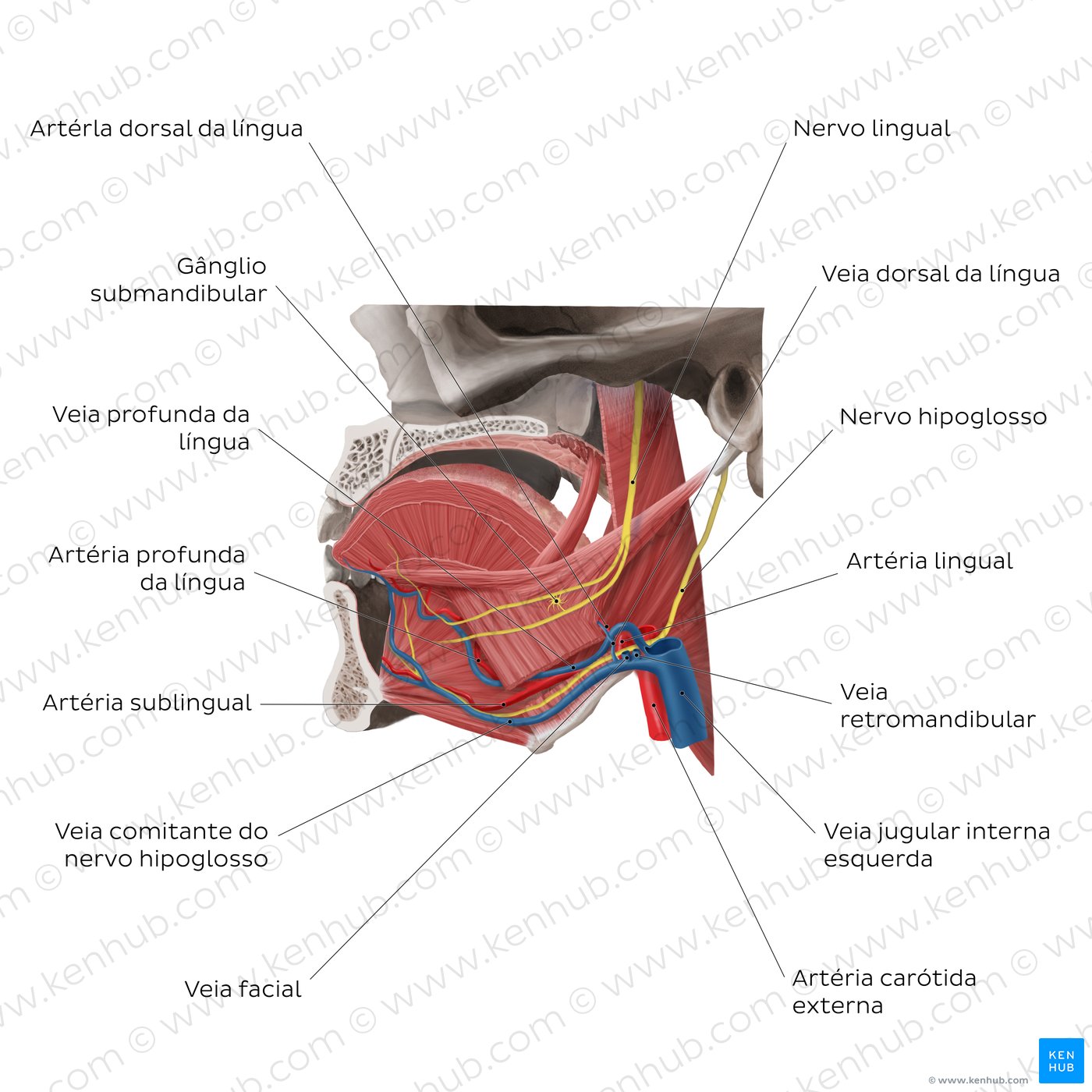 Inervação e vascularização da língua (vista lateral esquerda)