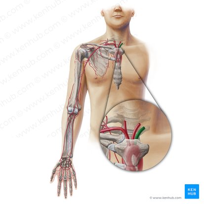 Left subclavian artery (Arteria subclavia sinistra); Image: Paul Kim
