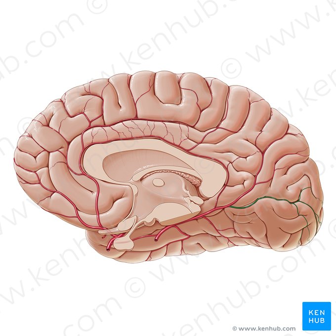 Ramo calcarino da artéria occipital medial (Ramus calcarinus arteriae occipitalis medialis); Imagem: Paul Kim