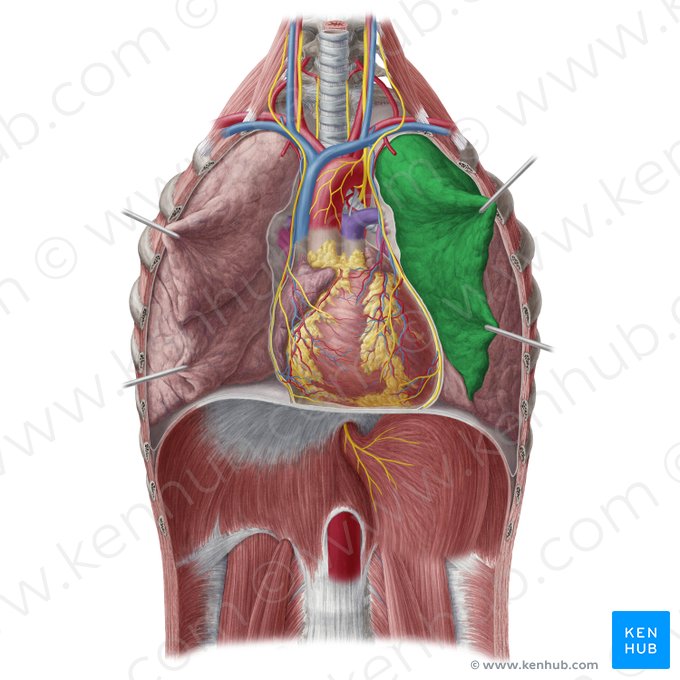 Lobo superior do pulmão esquerdo (Lobus superior pulmonis sinistri); Imagem: Yousun Koh