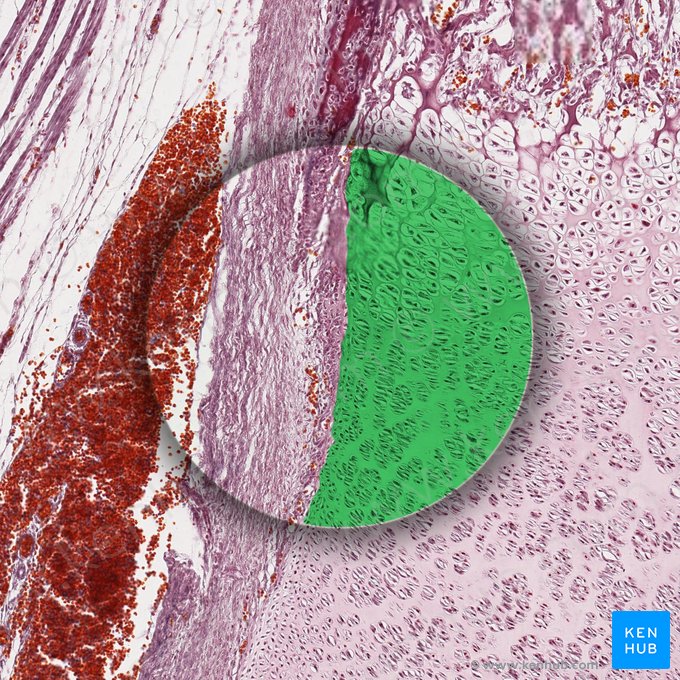 Hyaline cartilage (Cartilago hyalina); Image: 