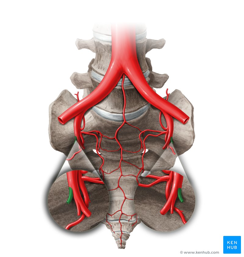 Umbilical artery (Arteria umbilicalis)