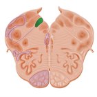 Cross section of the medulla oblangata