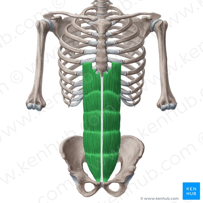 Músculo recto del abdomen (Musculus rectus abdominis); Imagen: Yousun Koh