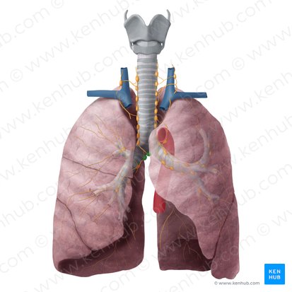Nodi lymphoidei tracheobronchiales inferiores (Untere tracheobronchiale Lymphknoten); Bild: Begoña Rodriguez