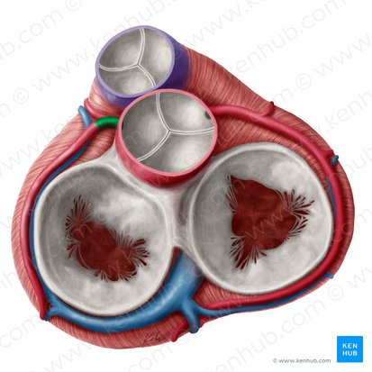 Arteria coronaria sinistra (Linke Herzkranzarterie); Bild: Yousun Koh