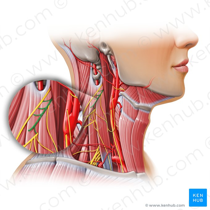 Nervo espinal C2 (Nervus spinalis C2); Imagem: Paul Kim