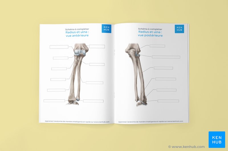 Schéma non annoté montrant le radius et l’ulna (Téléchargez le PDF gratuit ci-dessous !)