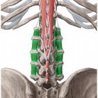 Intertransversarii lumborum muscles