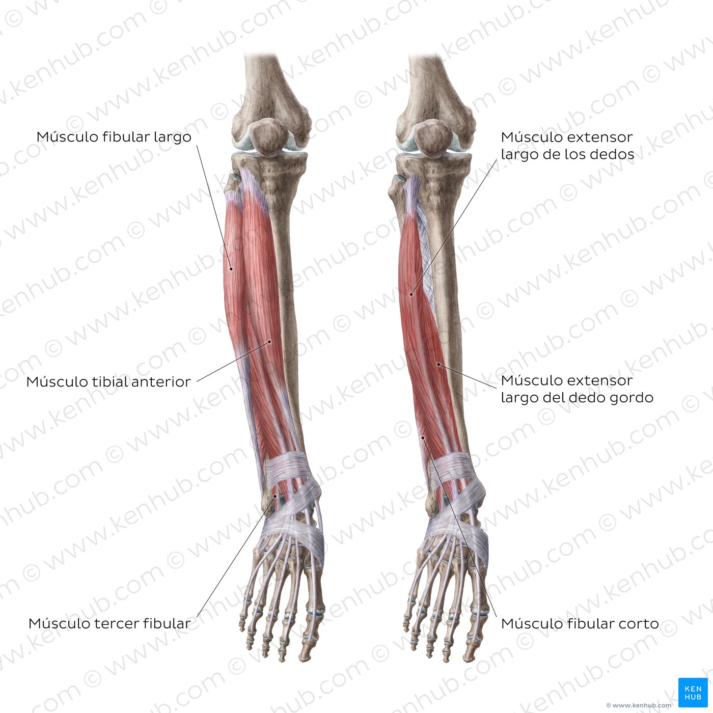 anatomía de la superficie de la tuberosidad tibial