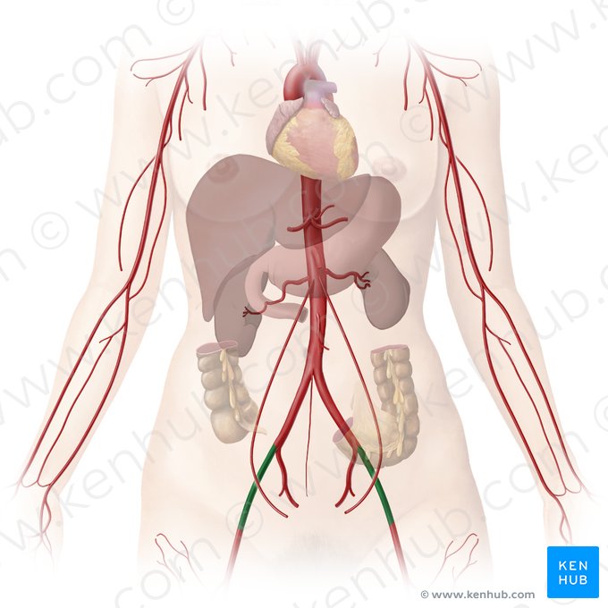 Artéria ilíaca externa (Arteria iliaca externa); Imagem: Begoña Rodriguez