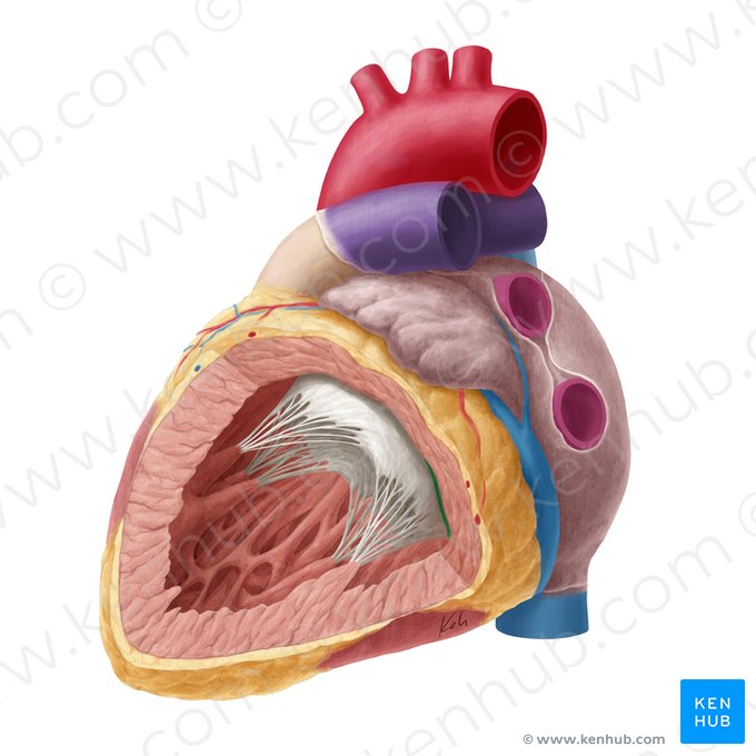 Zona basal de la valva atrioventricular izquierda (Zona basalis valvae atrioventricularis sinistrae); Imagen: Yousun Koh