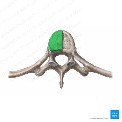Disco intervertebral (Discus intervertebralis); Imagen: Begoña Rodriguez