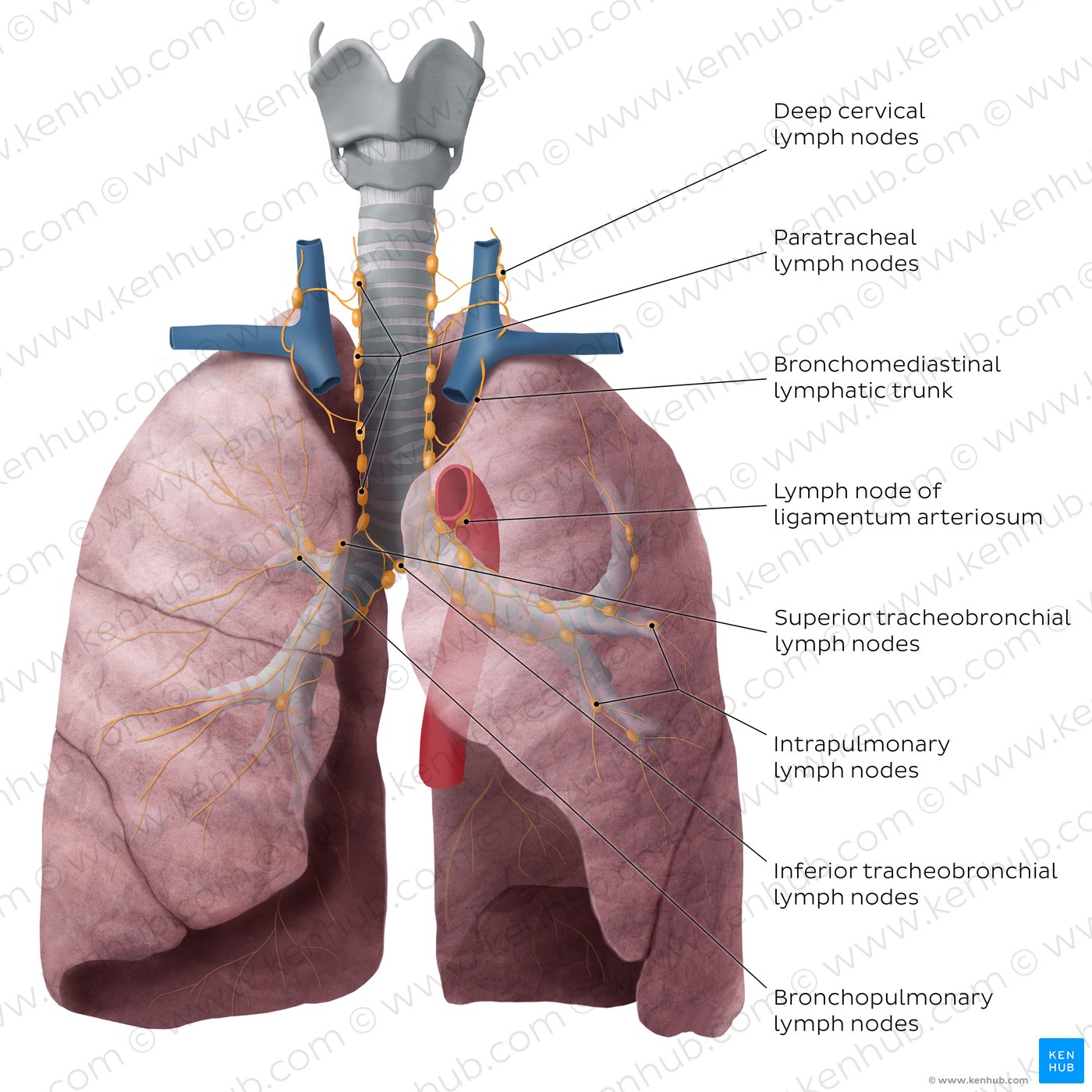 Overview of lymph nodes of the lung (anterior view)