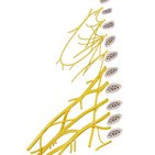 Brachial plexus mnemonics