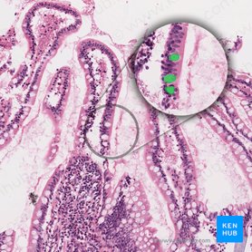Goblet cell (Exocrinocytus caliciformis); Image: 