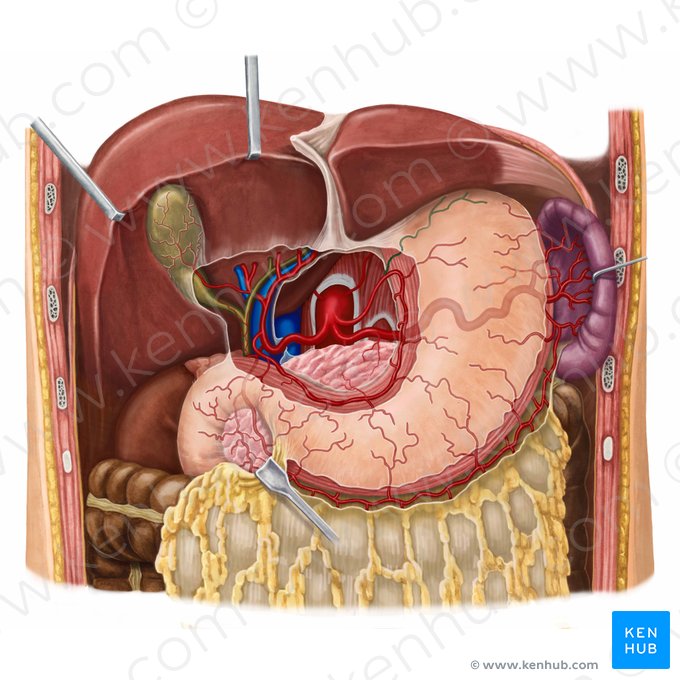 Ramas esofágicas de la arteria gástrica izquierda (Rami oesophageales arteriae gastricae sinistrae); Imagen: Irina Münstermann