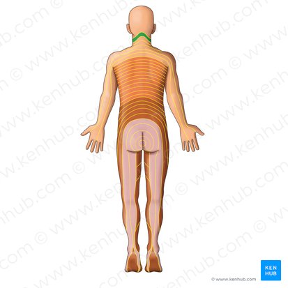 C3 dermatome (Dermatoma C3); Image: Irina Münstermann