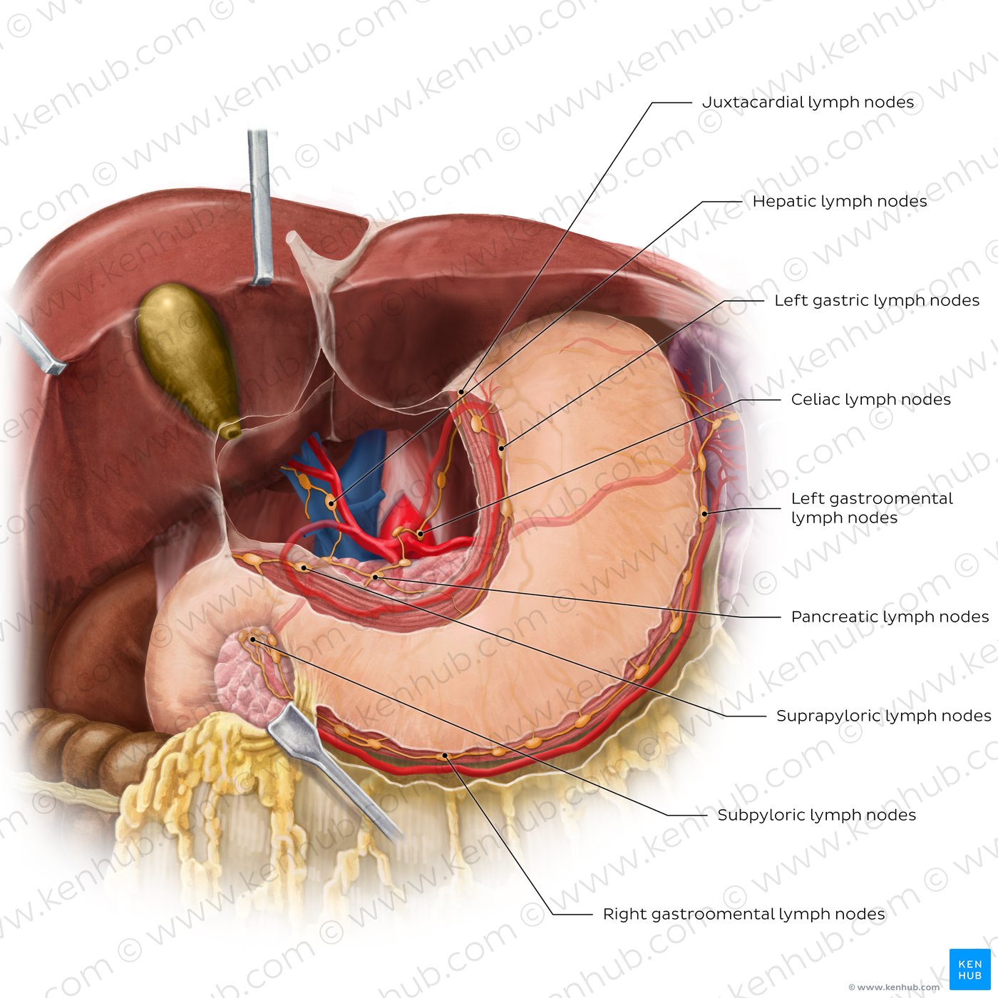 Lymphatics of the stomach and liver (anterior view)