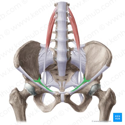 Arco iliopectíneo (Arcus iliopectineus); Imagem: Liene Znotina